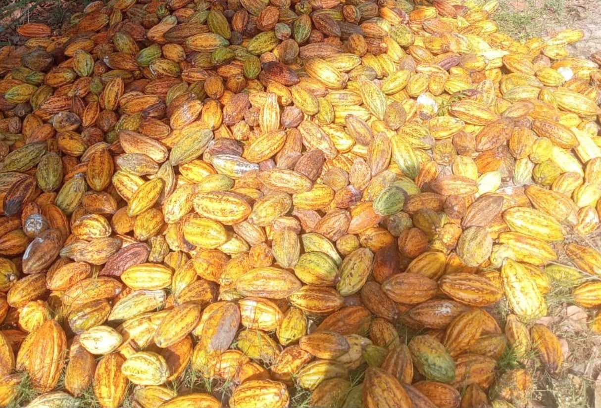 Cosecha de cacao en origen