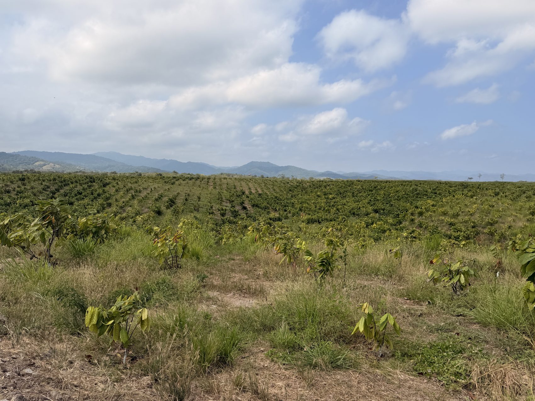 Plantación de cacao