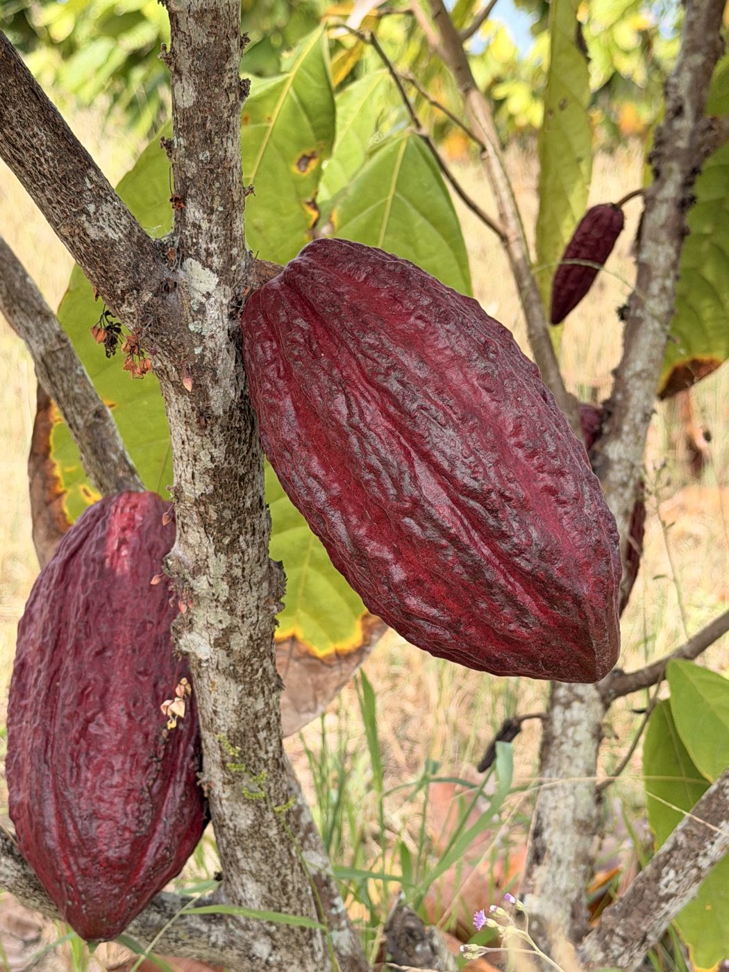 Mazorca de cacao, fruto de la naturaleza