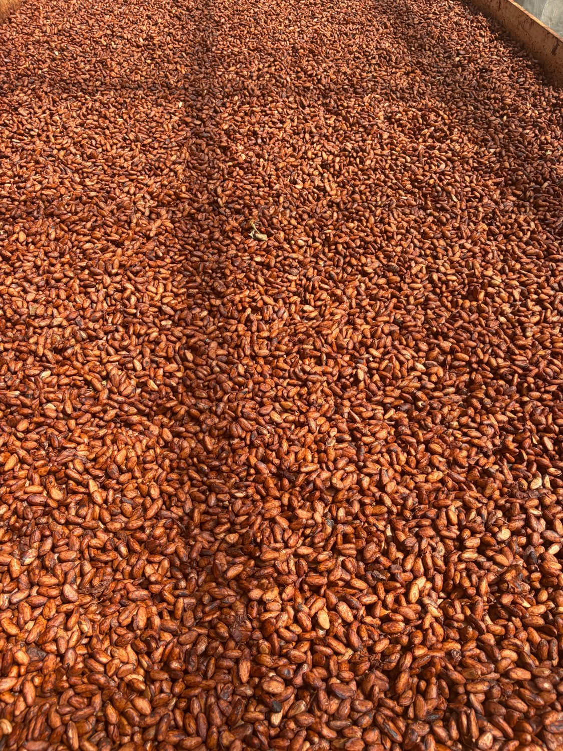 Secado del grano de cacao