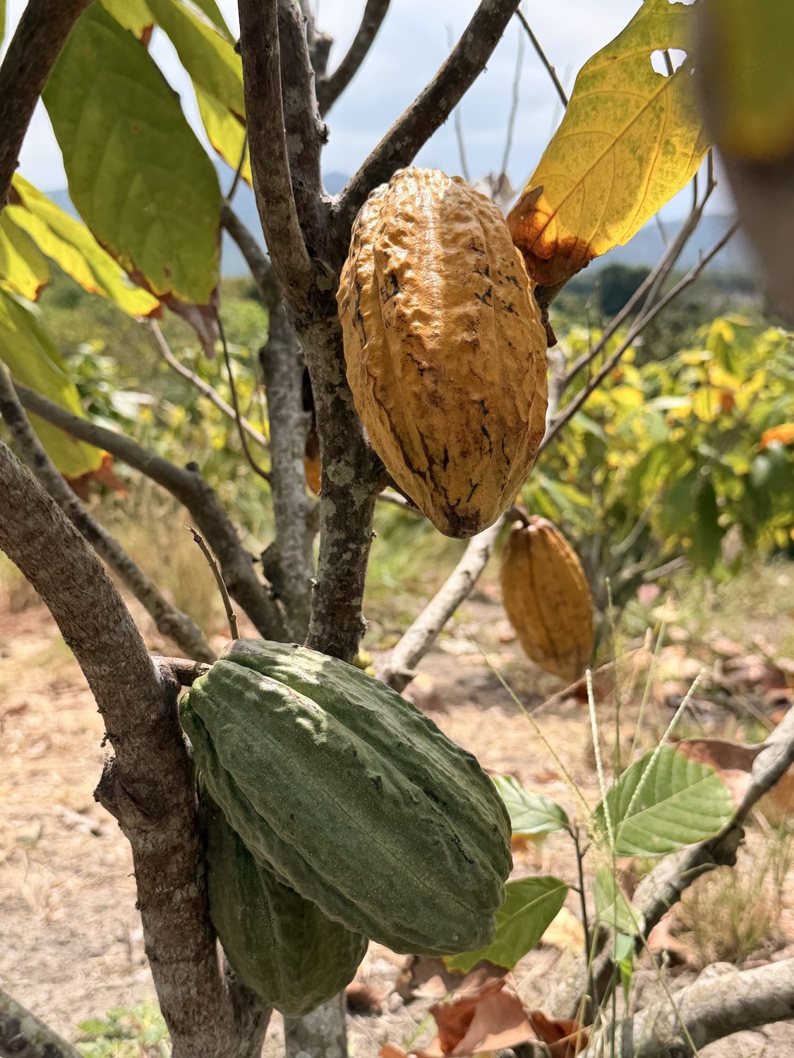 Mazorca de cacao, Ecuador