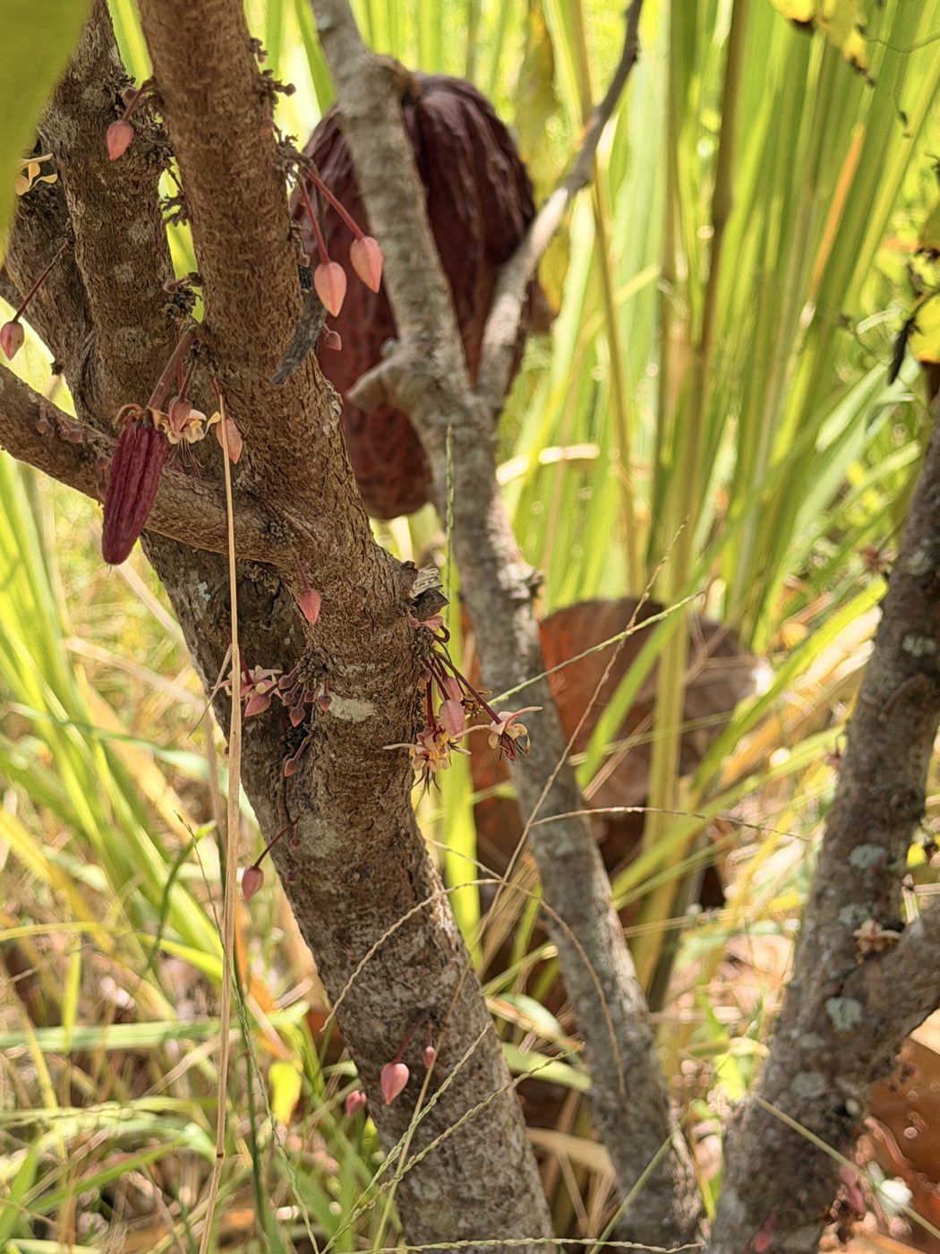Flor del cacao