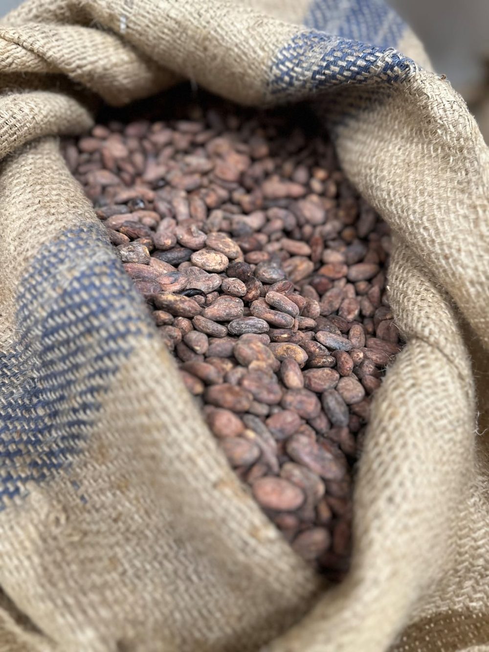 Grano de cacao
