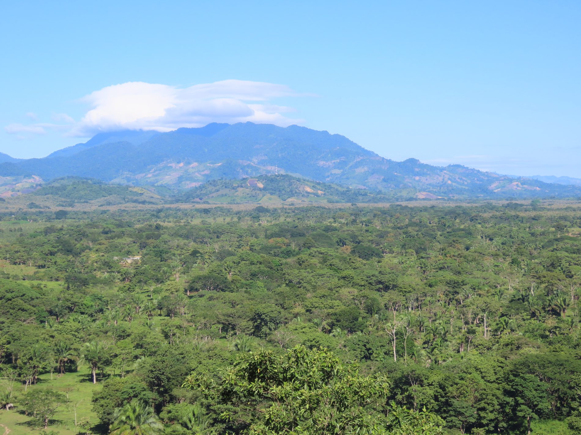 Mazorcas de cacao