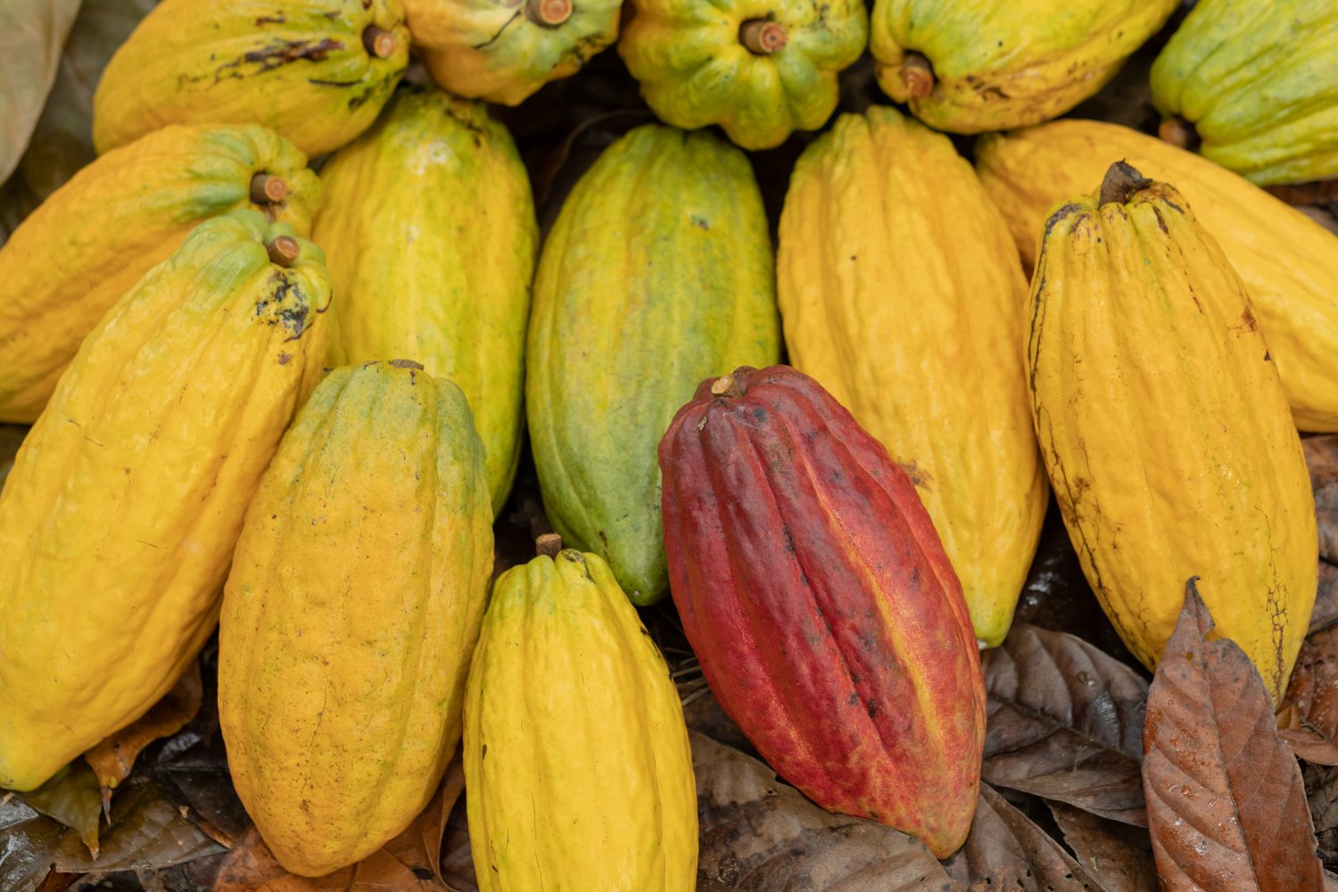 Mazorcas de cacao de colores recién cosechadas