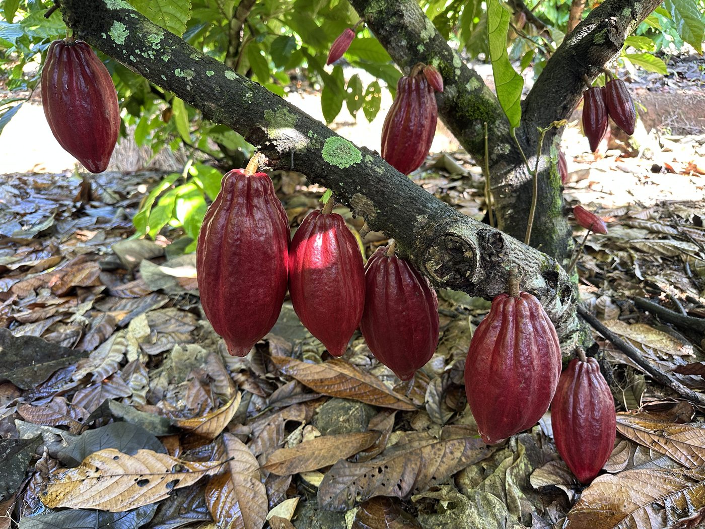 Mazorca de cacao madura en el árbol
