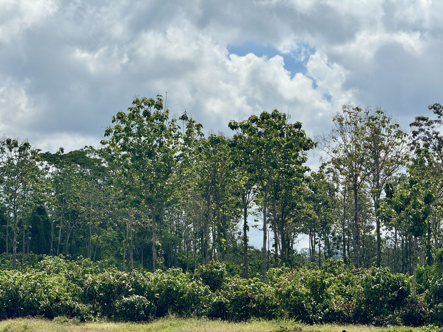 Paisaje de origen del cacao