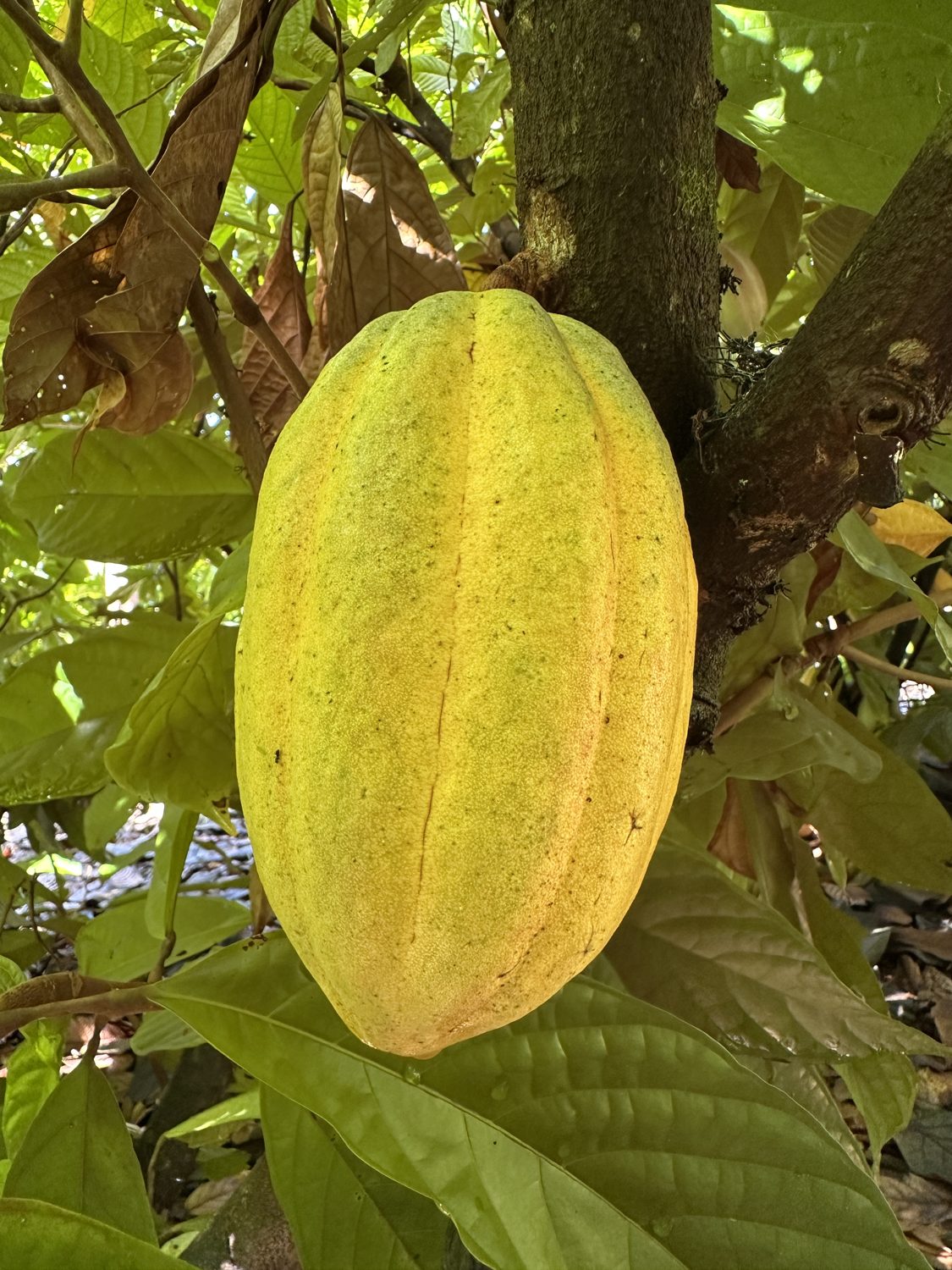Mazorcas Trinitario de Nicaragua